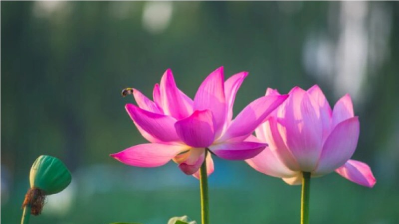 Lotus