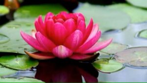 Lotus