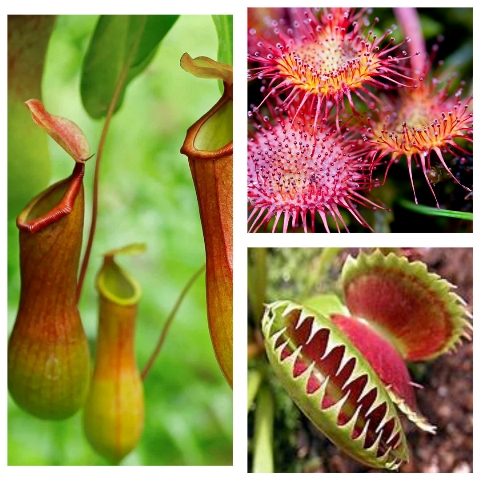 Unique plants/ अनोख्या वनस्पती