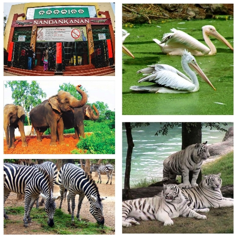 Nandankanan Forest