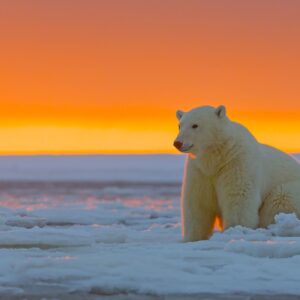 पोलर बेअर माहिती मराठीत